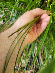 Carex corynoidea