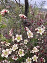 Leptospermum macrocarpum