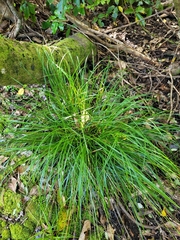Carex corynoidea
