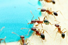 Pheidole