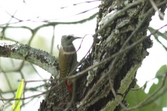 Chloropicus goertae