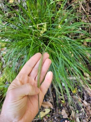 Carex corynoidea