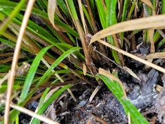 Carex corynoidea