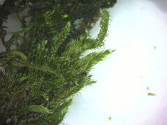 Hypnum cupressiforme