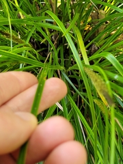 Carex corynoidea