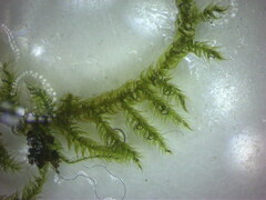 Hypnum cupressiforme