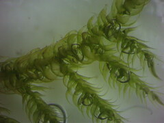 Hypnum cupressiforme