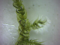 Hypnum cupressiforme