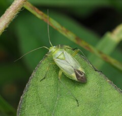 Closterotomus norwegicus