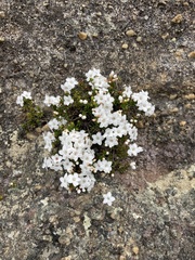 Epacris muelleri