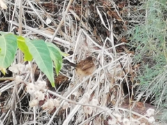 Prinia gracilis