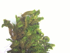 Orthotrichaceae