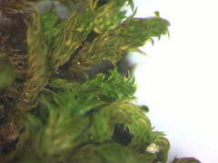 Orthotrichaceae