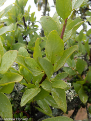 Erianthemum