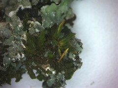 Orthotrichaceae
