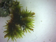 Orthotrichaceae