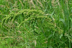 Rumex crispus