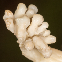 Clavulina rugosa
