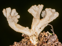 Clavulina rugosa