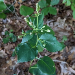Symphyotrichum undulatum