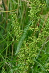 Rumex crispus