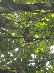 Ptilinopus magnificus