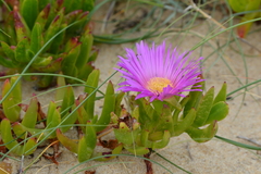 Carpobrotus glaucescens