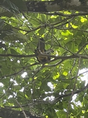 Ptilinopus magnificus