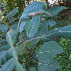 Populus grandidentata