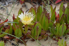 Carpobrotus edulis