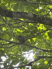 Ptilinopus magnificus