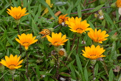 Gazania