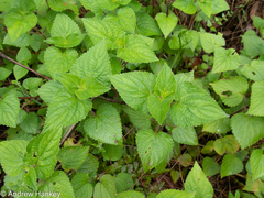 Equilabium laxiflorum