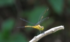 Diplacodes melanopsis