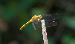Diplacodes melanopsis