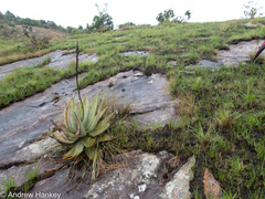 Aloe petricola