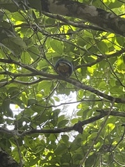 Ptilinopus magnificus