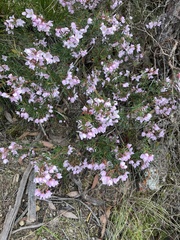 Boronia floribunda