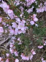 Boronia floribunda