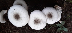 Agaricaceae