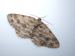 Ectropis crepuscularia