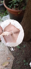 Agaricaceae