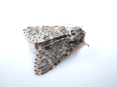 Eriodonta amagisana