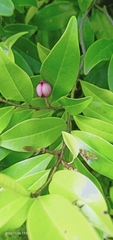 Magnolia figo
