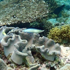 Anampses neoguinaicus
