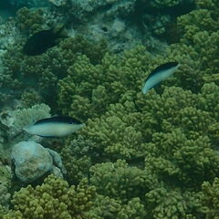 Anampses neoguinaicus