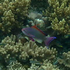 Pseudanthias squamipinnis