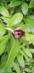 Magnolia figo