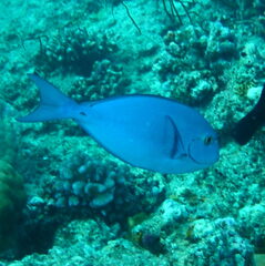 Acanthurus mata