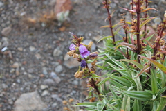Penstemon gentianoides